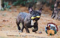 Cocoa Merle BOY, a male French Bulldog for sale in Spokane, WA – Photo 6 of 9