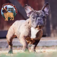 Cocoa Merle BOY ! Pending, a male French Bulldog for sale in Spokane, WA – Photo 7 of 9
