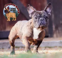 Cocoa Merle BOY, a male French Bulldog for sale in Spokane, WA – Photo 7 of 9