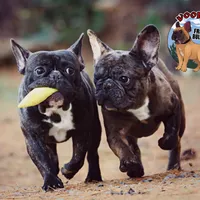 Cocoa Merle BOY ! Pending, a male French Bulldog for sale in Spokane, WA – Photo 1 of 9