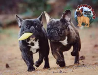 Cocoa Merle BOY, a male French Bulldog for sale in Spokane, WA – Photo 1 of 9