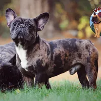 Cocoa Merle BOY ! Pending, a male French Bulldog for sale in Spokane, WA – Photo 3 of 9