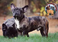 Cocoa Merle BOY, a male French Bulldog for sale in Spokane, WA – Photo 3 of 9