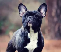Frankie, a male French Bulldog for sale in Spokane, WA – 6 of 7
