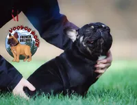 Koala Jack, a male French Bulldog for sale in Spokane, WA – 3 of 6