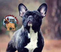 Brindle Boy, a male French Bulldog for sale in Spokane, WA – Photo 3 of 10