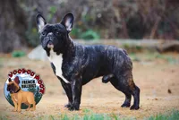 Brindle Boy, a male French Bulldog for sale in Spokane, WA – Photo 4 of 10