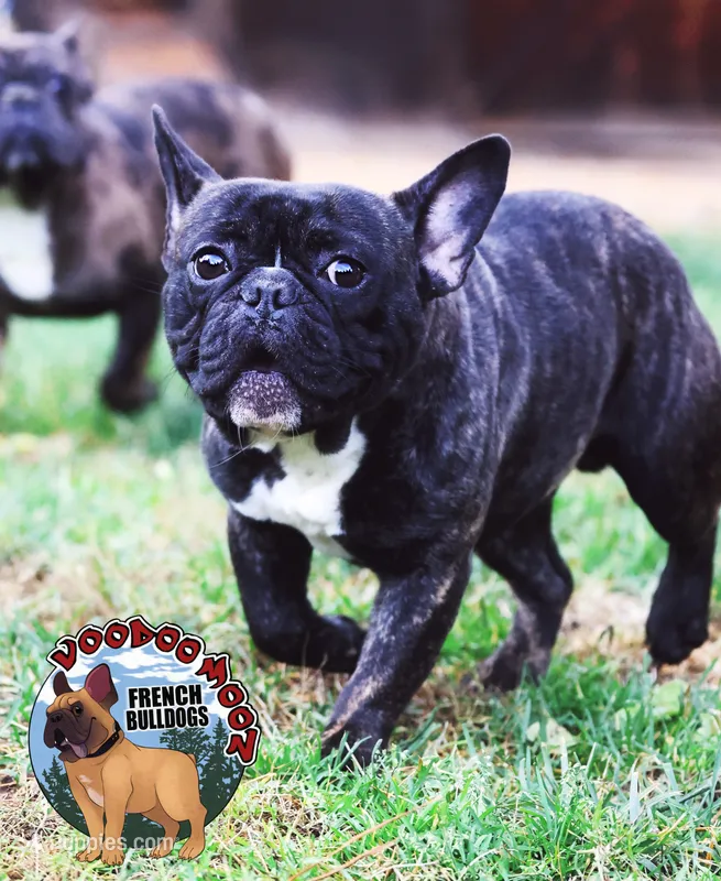 FRANKIE – French Bulldog puppy for sale in Spokane, WA