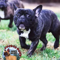 Brindle Boy, a male French Bulldog for sale in Spokane, WA – Photo 5 of 10