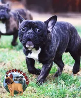 Brindle Boy, a male French Bulldog for sale in Spokane, WA – Photo 5 of 10