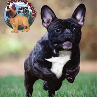 Brindle Boy, a male French Bulldog for sale in Spokane, WA – Photo 10 of 10