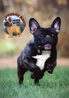 Brindle Boy, a male French Bulldog for sale in Spokane, WA – Photo 10 of 10