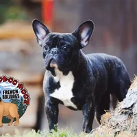 Brindle Boy, a male French Bulldog for sale in Spokane, WA – Photo 9 of 10
