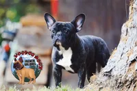 Brindle Boy, a male French Bulldog for sale in Spokane, WA – Photo 9 of 10