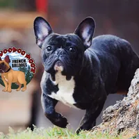 Brindle Boy, a male French Bulldog for sale in Spokane, WA – Photo 2 of 10