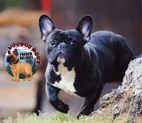 Brindle Boy, a male French Bulldog for sale in Spokane, WA – Photo 2 of 10