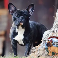 Brindle Boy, a male French Bulldog for sale in Spokane, WA – Photo 1 of 10