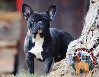 Brindle Boy, a male French Bulldog for sale in Spokane, WA – Photo 1 of 10