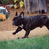 Brindle Boy, a male French Bulldog for sale in Spokane, WA – Photo 8 of 10