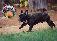 Brindle Boy, a male French Bulldog for sale in Spokane, WA – Photo 8 of 10