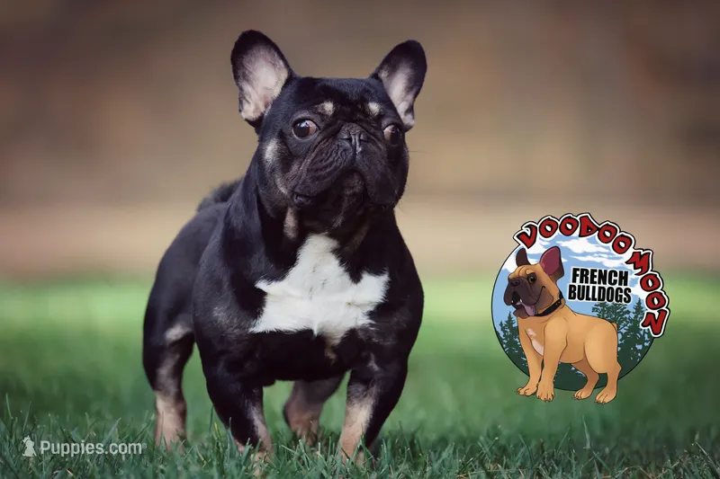 Koala Jack – French Bulldog puppy for sale in Spokane, WA