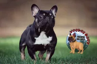 Koala Jack, a male French Bulldog for sale in Spokane, WA – 1 of 6
