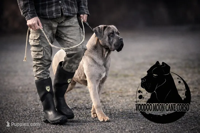 NEUTERED ~ Formentino Boy – Cane Corso puppy for sale in Spokane, WA