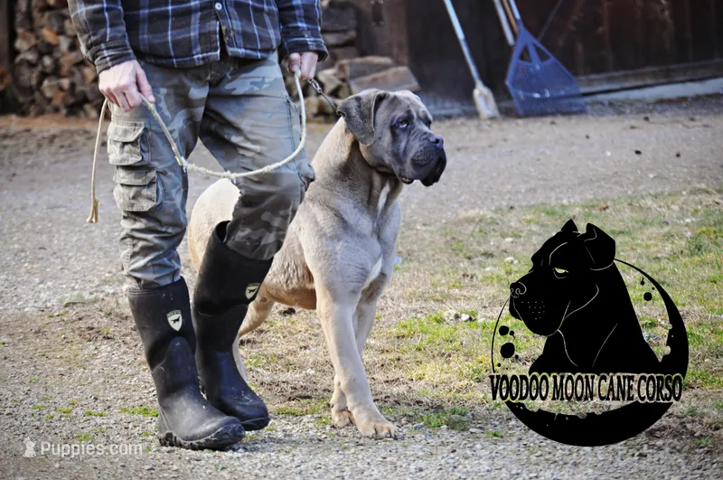 NEUTERED ~ Formentino Boy