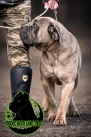 NEUTERED ~ Formentino Boy, a male Cane Corso for sale in Spokane, WA – Photo 2 of 2