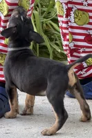 Onyx, a male American Bully for sale in Denver, CO – 2 of 2