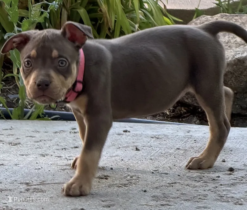 Cinnamon – American Bully puppy for sale in Denver, CO
