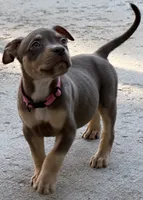 Cinnamon, a female American Bully for sale in Denver, CO – 2 of 2