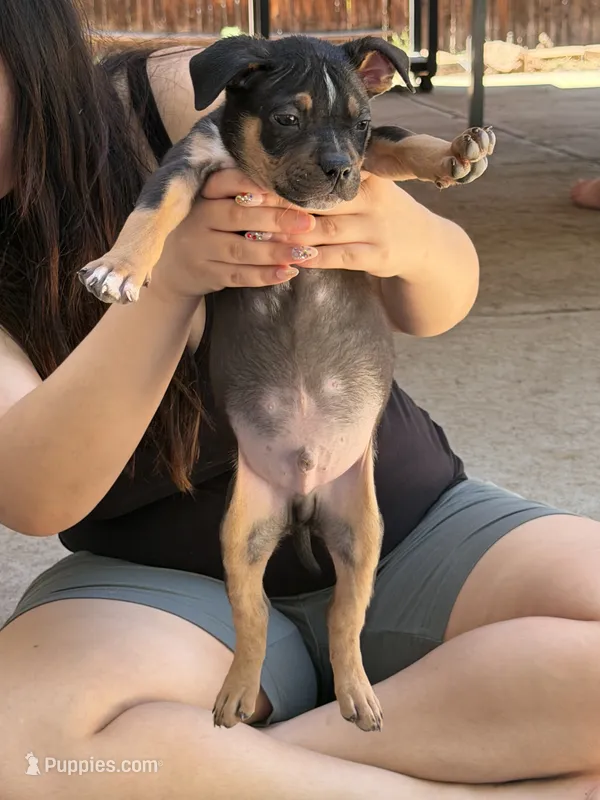 Onyx – American Bully puppy for sale in Denver, CO