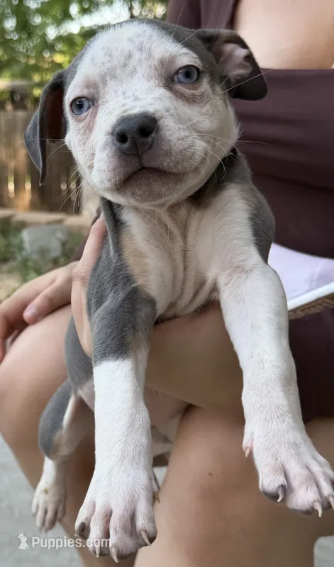 Blue Skye – American Bully puppy for sale in Denver, CO