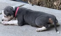Blue Skye, a female American Bully for sale in Denver, CO – 2 of 2