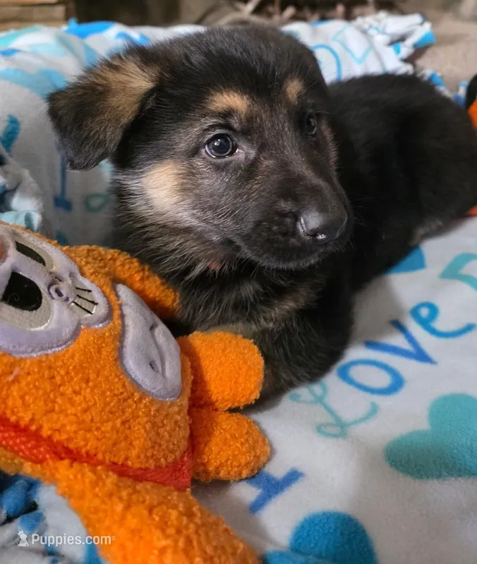 Orange Rockstar , a male German Shepherd Dog for sale in Saint Peters, MO – Photo 1 of 2