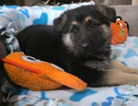 Orange Rockstar , a male German Shepherd Dog for sale in Saint Peters, MO – Photo 2 of 2