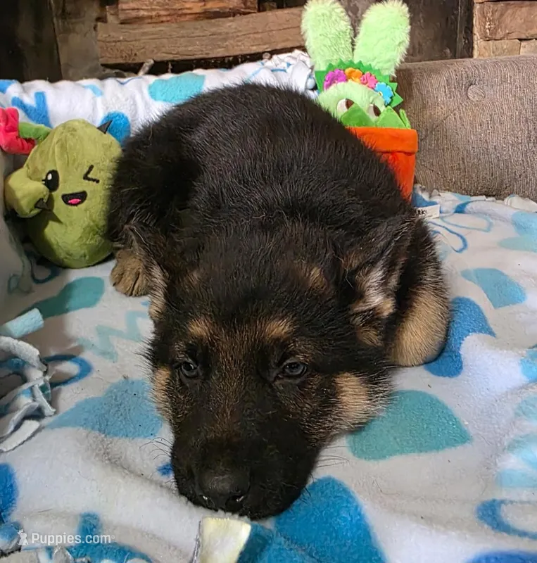 Green Rockstar , a male German Shepherd Dog for sale in Saint Peters, MO – Photo 1 of 2