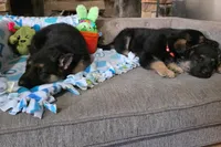 Green Rockstar , a male German Shepherd Dog for sale in Saint Peters, MO – Photo 2 of 2