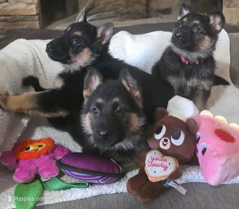 Rockstars , a female German Shepherd Dog for sale in Saint Peters, MO – Photo 1 of 2