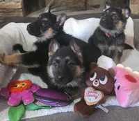 Rockstars , a female German Shepherd Dog for sale in Saint Peters, MO – Photo 1 of 2