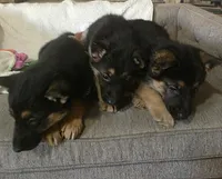 Rockstars , a female German Shepherd Dog for sale in Saint Peters, MO – Photo 2 of 2