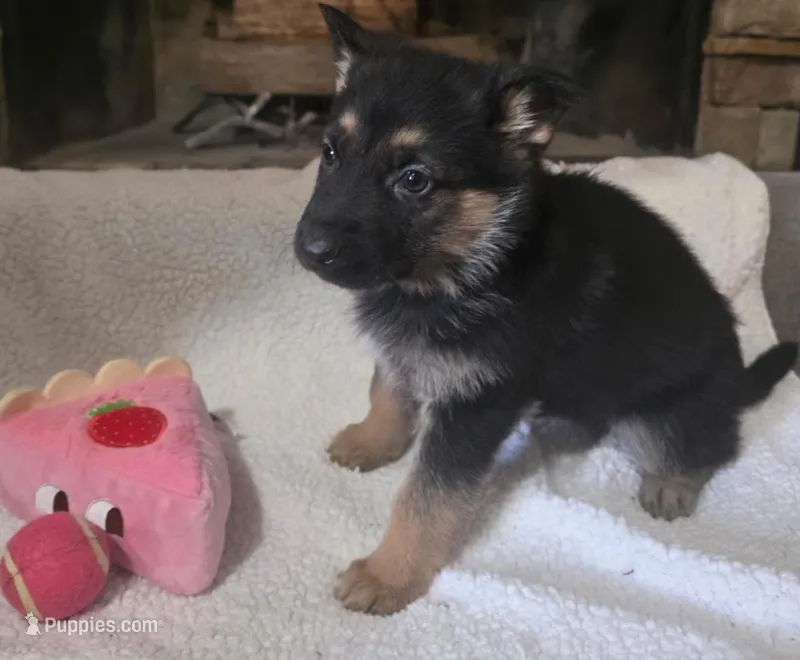 Pink Rockstar , a female German Shepherd Dog for sale in Saint Peters, MO – Photo 1 of 2