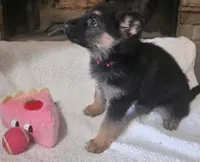 Pink Rockstar , a female German Shepherd Dog for sale in Saint Peters, MO – Photo 2 of 2