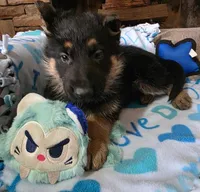 Blue Rockstar , a male German Shepherd Dog for sale in Saint Peters, MO – Photo 2 of 2