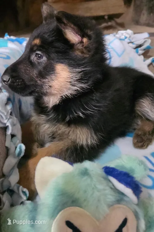 Blue Rockstar , a male German Shepherd Dog for sale in Saint Peters, MO – Photo 1 of 2