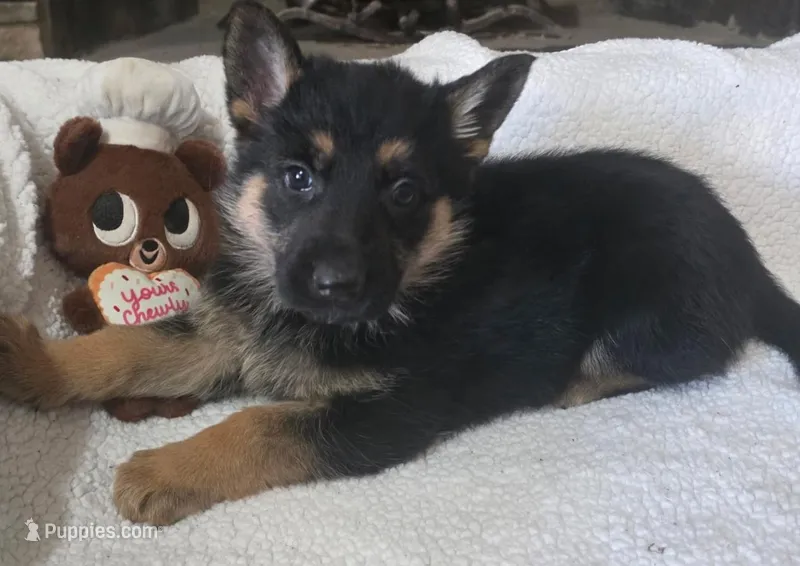 White Rockstar , a female German Shepherd Dog for sale in Saint Peters, MO – Photo 1 of 2