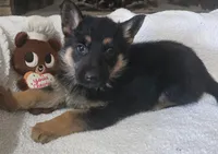 White Rockstar , a female German Shepherd Dog for sale in Saint Peters, MO – Photo 1 of 2