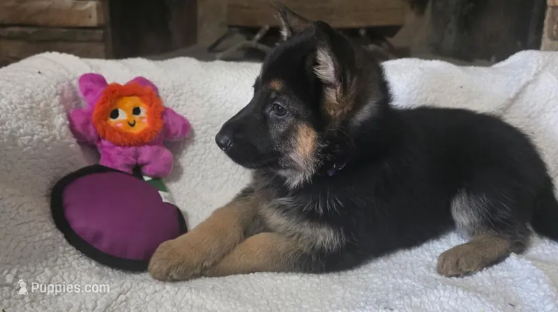 Purple Rockstar , a female German Shepherd Dog for sale in Saint Peters, MO – Photo 1 of 1