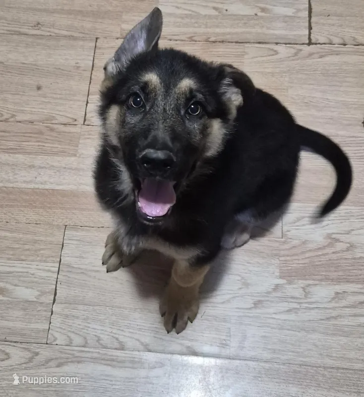 Red Rockstar  – German Shepherd Dog puppy for sale in Saint Peters, MO